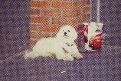 Caniche fidèle