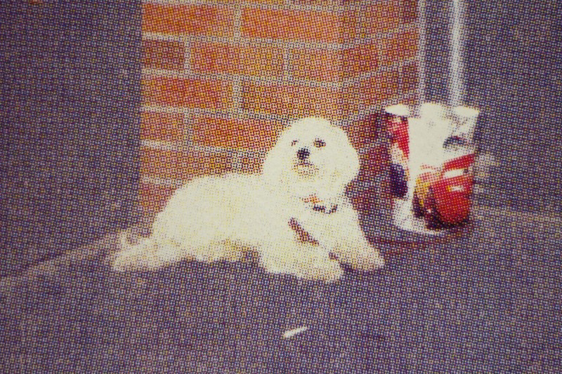 Caniche fidèle